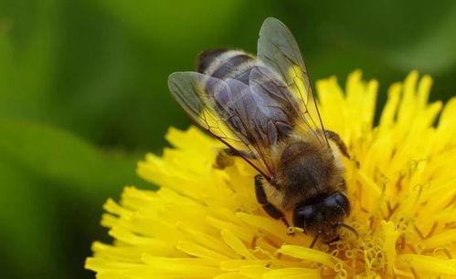 蜜蜂吃瓜娱乐,揭秘甜蜜背后的趣味世界 第2张 蜜蜂吃瓜娱乐,揭秘甜蜜背后的趣味世界 第2张
