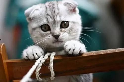 娱乐吃瓜君七七和折耳猫,娱乐圈的甜蜜邂逅  第2张