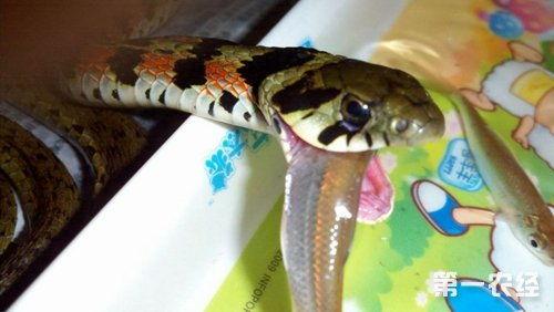 娱乐吃瓜酱蛇,揭秘娱乐圈背后的秘密与八卦 第2张 娱乐吃瓜酱蛇,揭秘娱乐圈背后的秘密与八卦 第2张