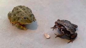 蜜蜂吃瓜娱乐,揭秘甜蜜背后的趣味世界  第1张